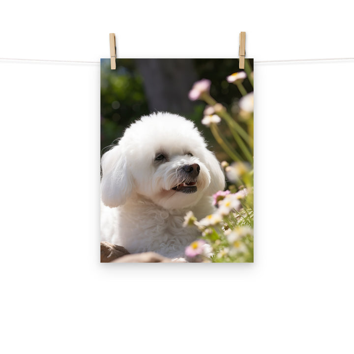 Bichon Frise Photo paper poster - PosterfyAI.com