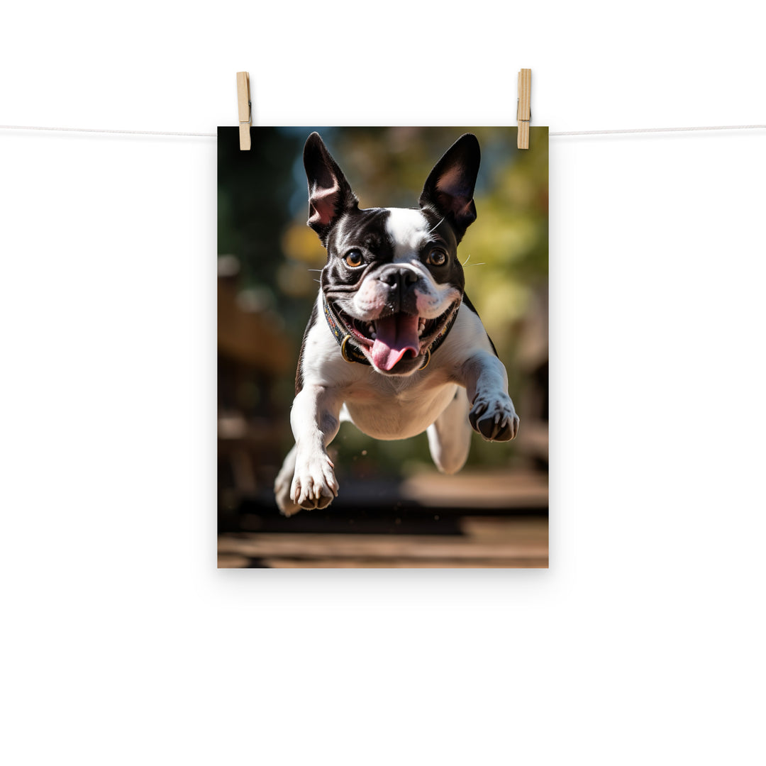 Boston Terrier Photo paper poster - PosterfyAI.com