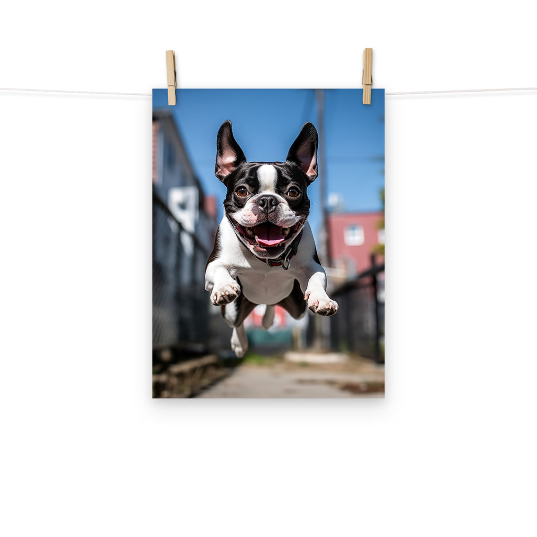 Boston Terrier Photo paper poster - PosterfyAI.com