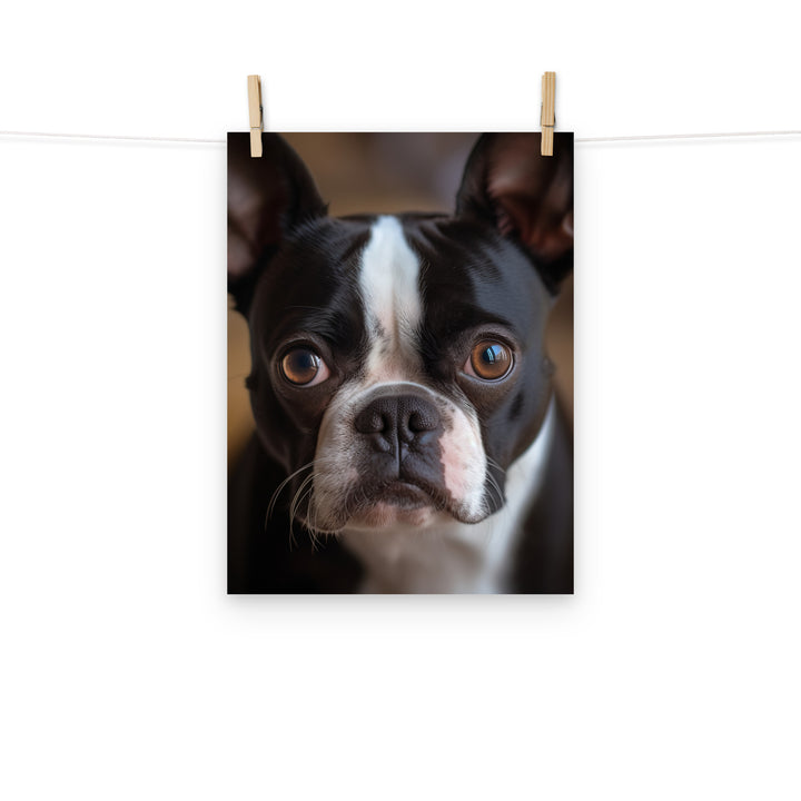 Boston Terrier Photo paper poster - PosterfyAI.com