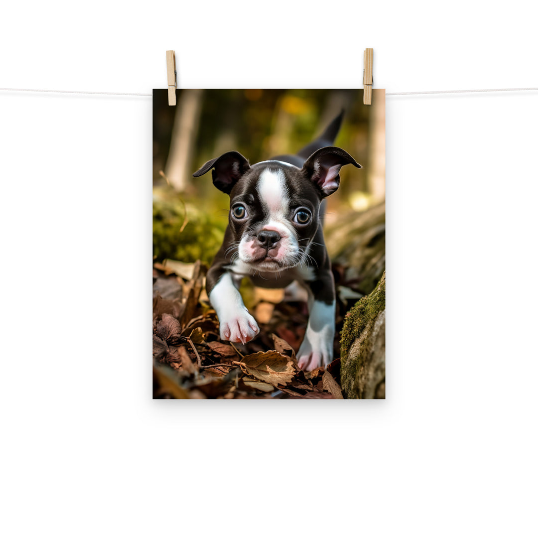 Boston Terrier Photo paper poster - PosterfyAI.com