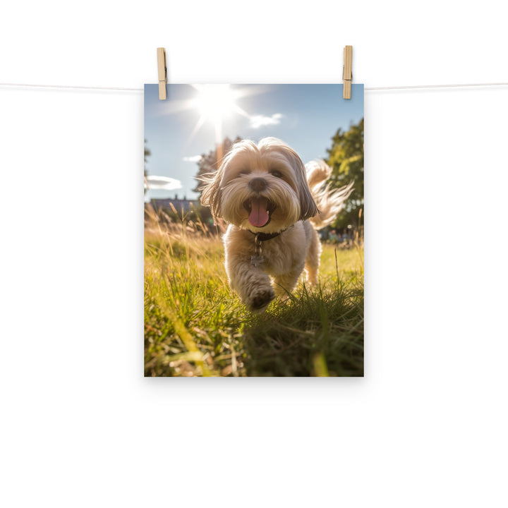 Lhasa Apso Photo paper poster - PosterfyAI.com