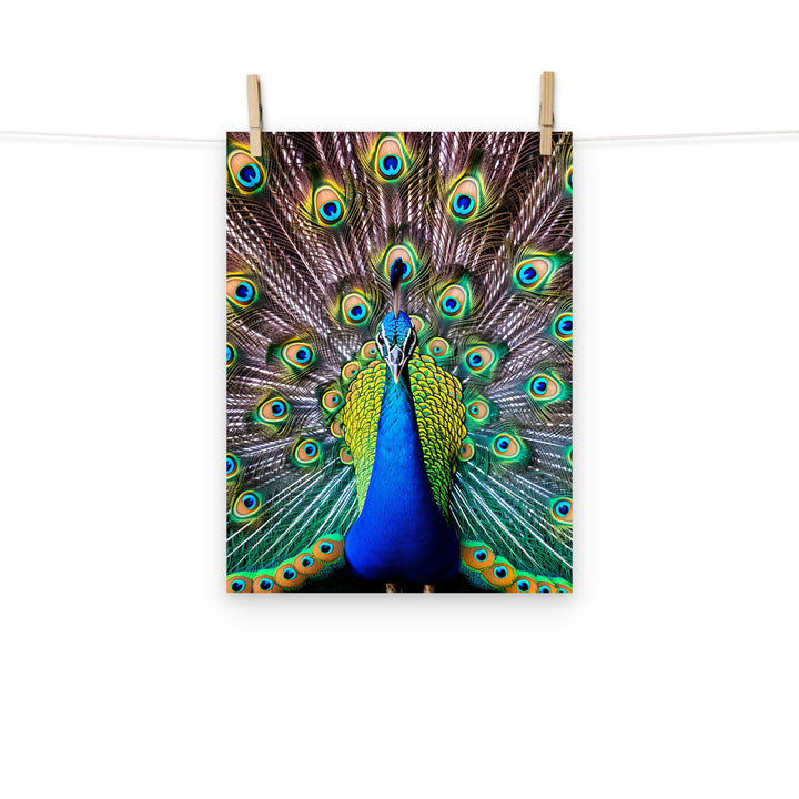 Peacock Photo paper poster - PosterfyAI.com