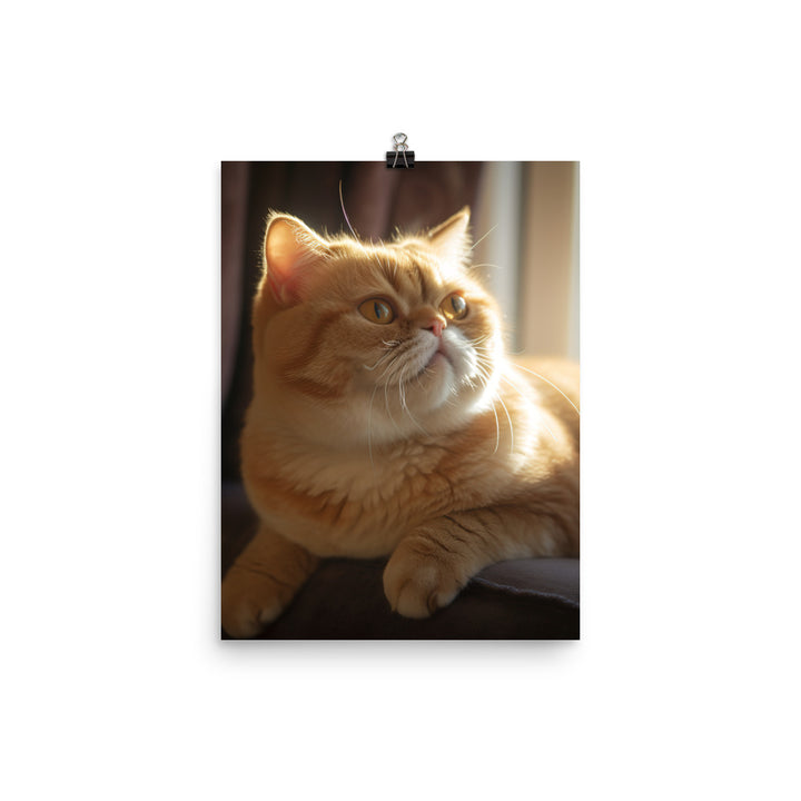 Exotic Shorthair Cat with Big Round Eyes Photo paper poster - PosterfyAI.com