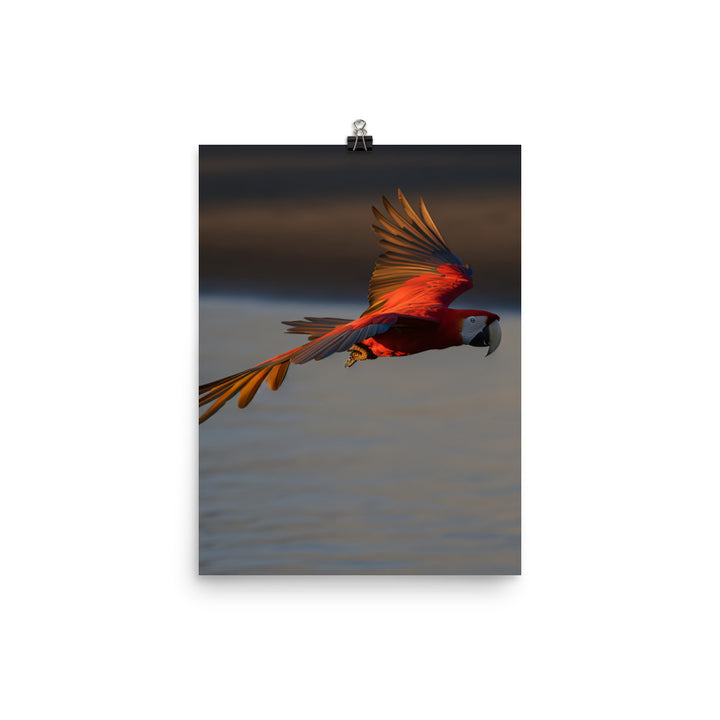 Scarlet Macaw flying over a beach at sunset Photo paper poster - PosterfyAI.com