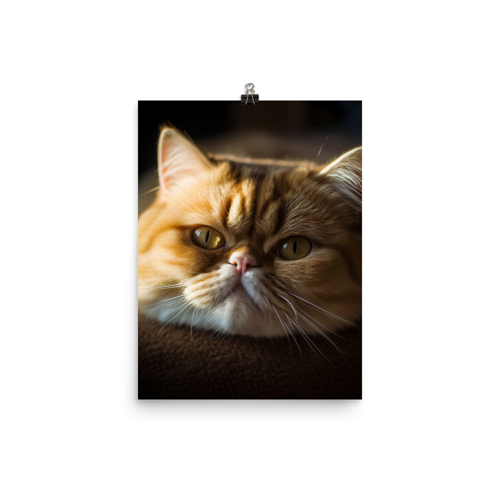 Exotic Shorthair Cat Photo paper poster - PosterfyAI.com