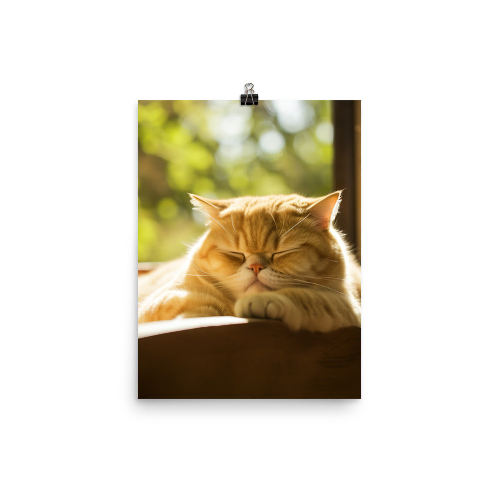 Exotic Shorthair Cat Napping Photo paper poster - PosterfyAI.com