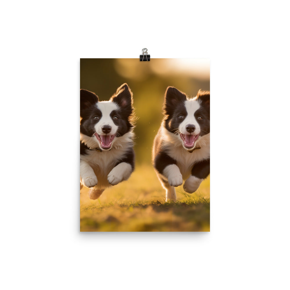 Two energetic Border Collies Photo paper poster - PosterfyAI.com