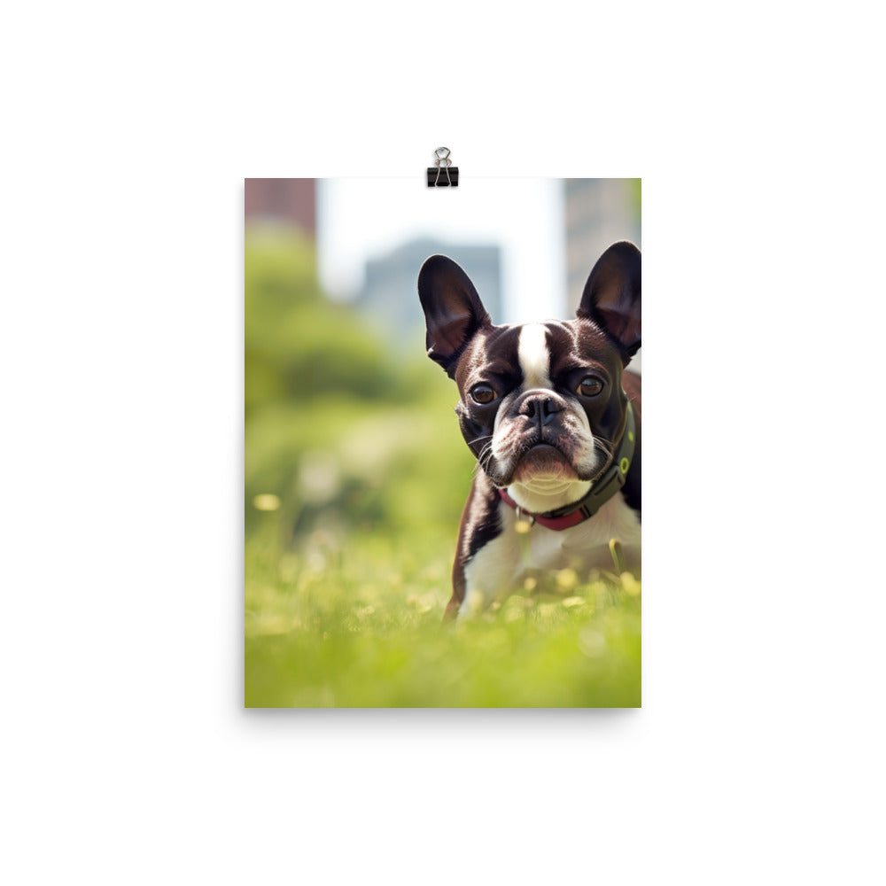 Spunky Boston Terrier in the Park Photo paper poster - PosterfyAI.com