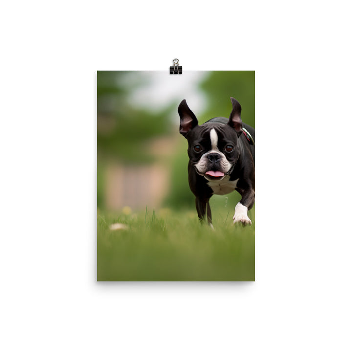 Spunky Boston Terrier in the Park Photo paper poster - PosterfyAI.com