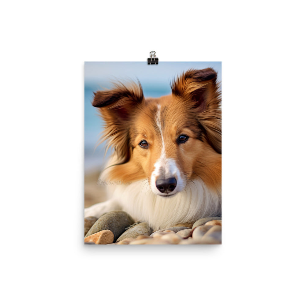 Shetland Sheepdog Relaxing on the Beach Photo paper poster - PosterfyAI.com