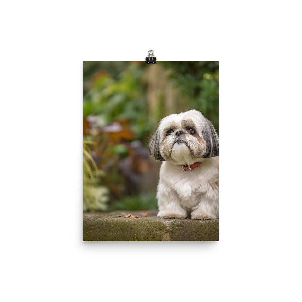 Regal Shih Tzu Posing in the Garden Photo paper poster - PosterfyAI.com