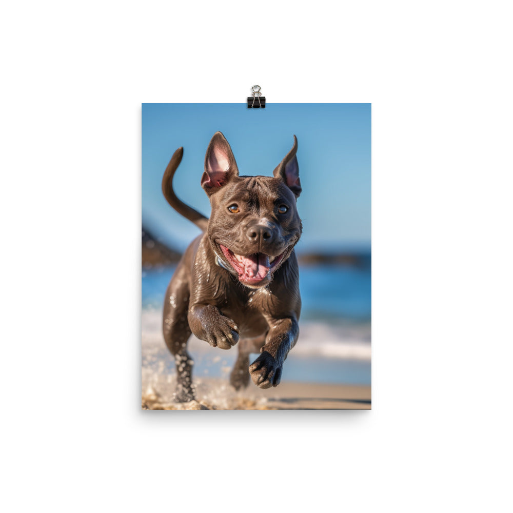 Playful American Staffordshire Terrier Photo paper poster - PosterfyAI.com