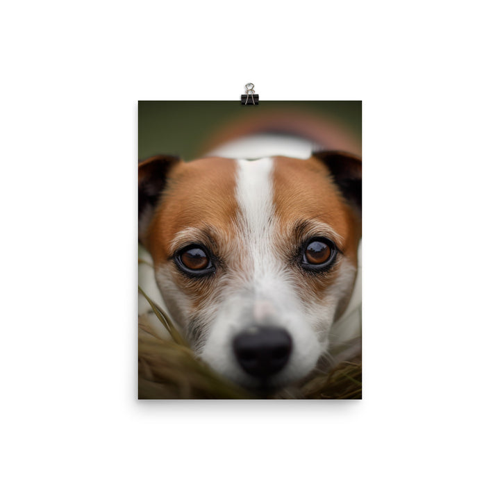 Jack Russell Terriers Inquisitive Stare Photo paper poster - PosterfyAI.com