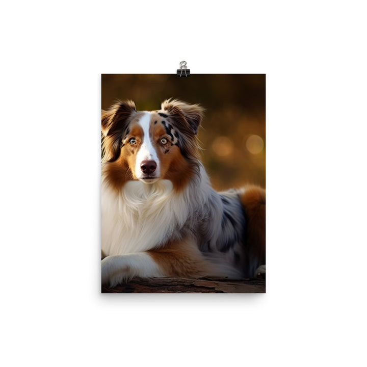 Australian Shepherd Photo paper poster - PosterfyAI.com