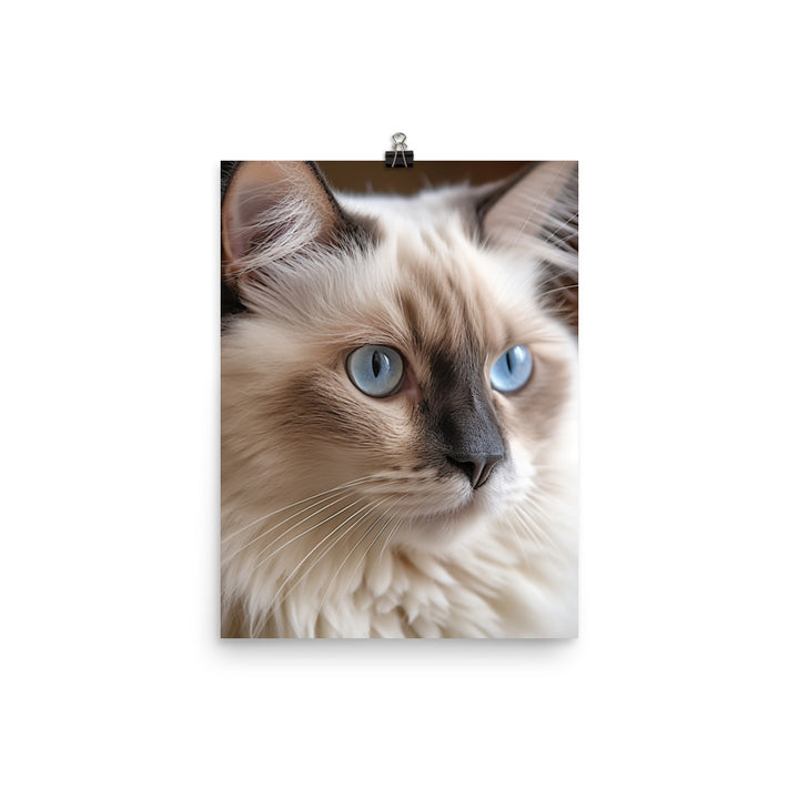 Gentle Nature of Ragdoll Cat Photo paper poster - PosterfyAI.com