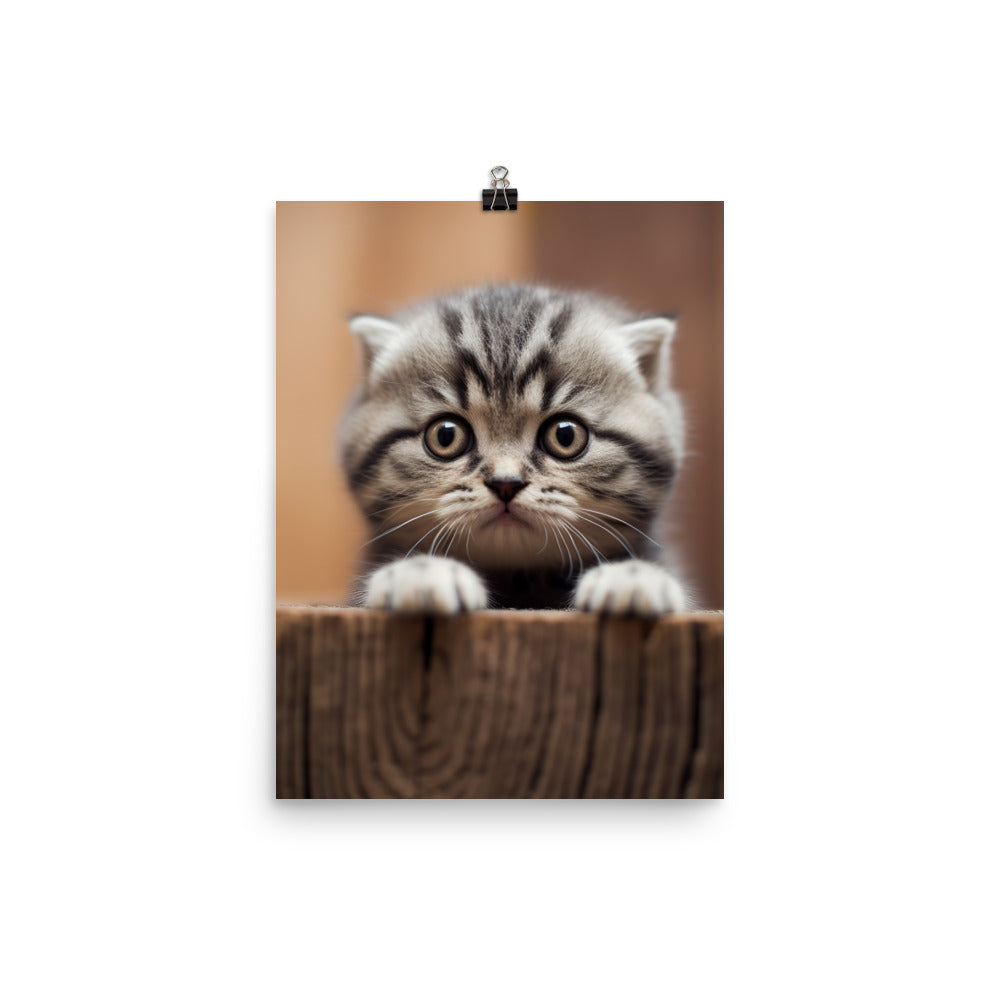 Scottish Fold Kitten Photo paper poster - PosterfyAI.com