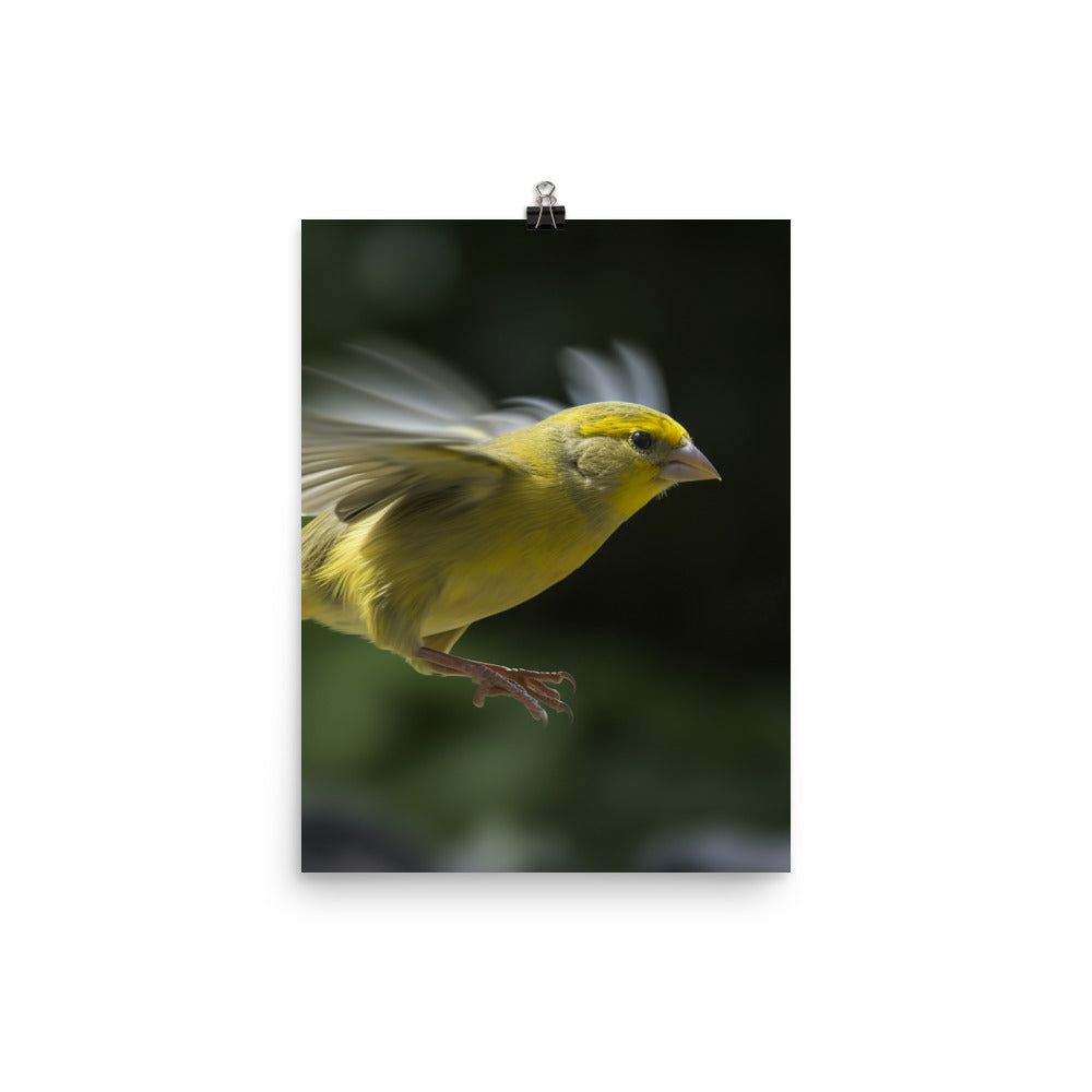 Canary in flight Photo paper poster - PosterfyAI.com