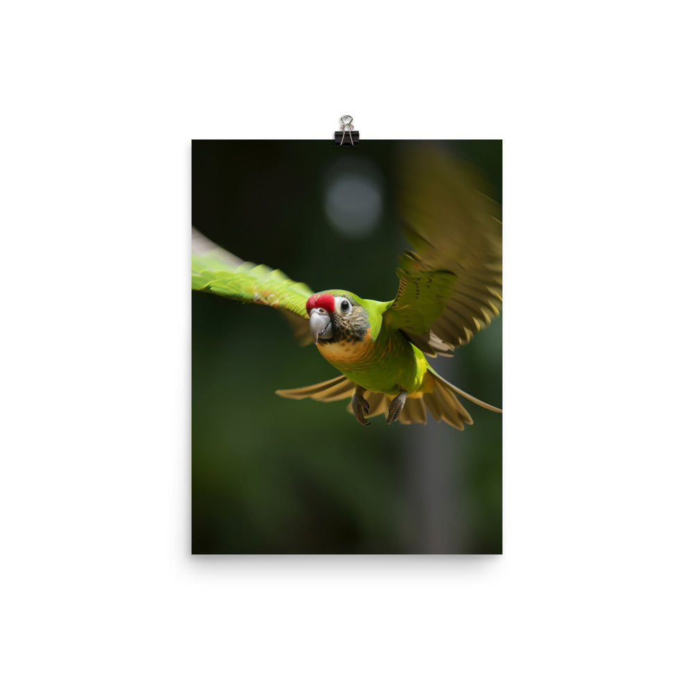A Conure in mid flight Photo paper poster - PosterfyAI.com