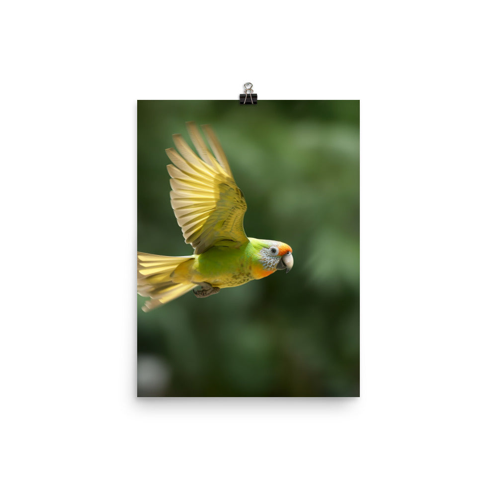 A Conure in mid flight Photo paper poster - PosterfyAI.com