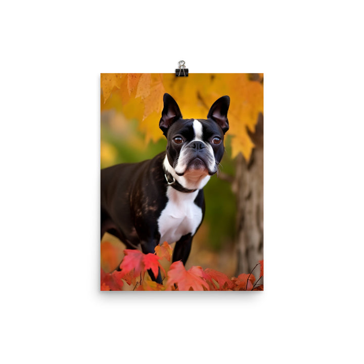 Boston Terrier with Fall Colors Photo paper poster - PosterfyAI.com