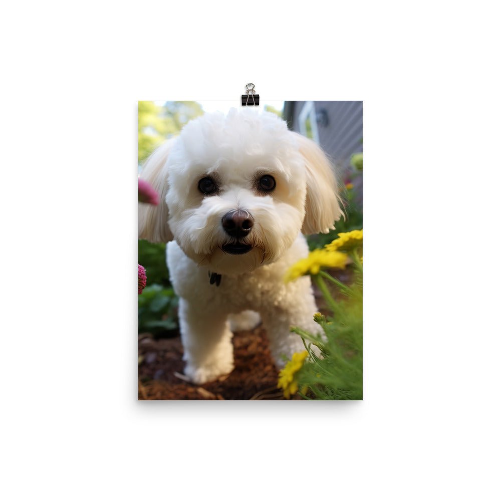 Bichon Frise in a Garden Photo paper poster - PosterfyAI.com