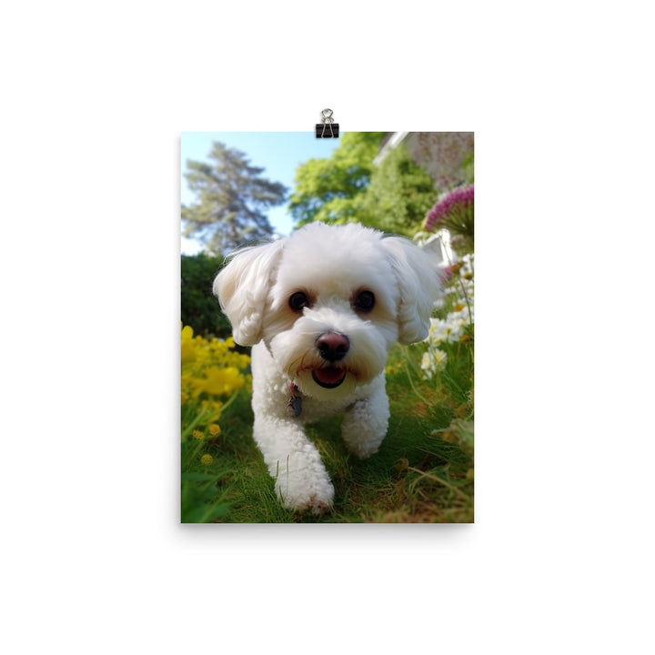 Bichon Frise in a Garden Photo paper poster - PosterfyAI.com