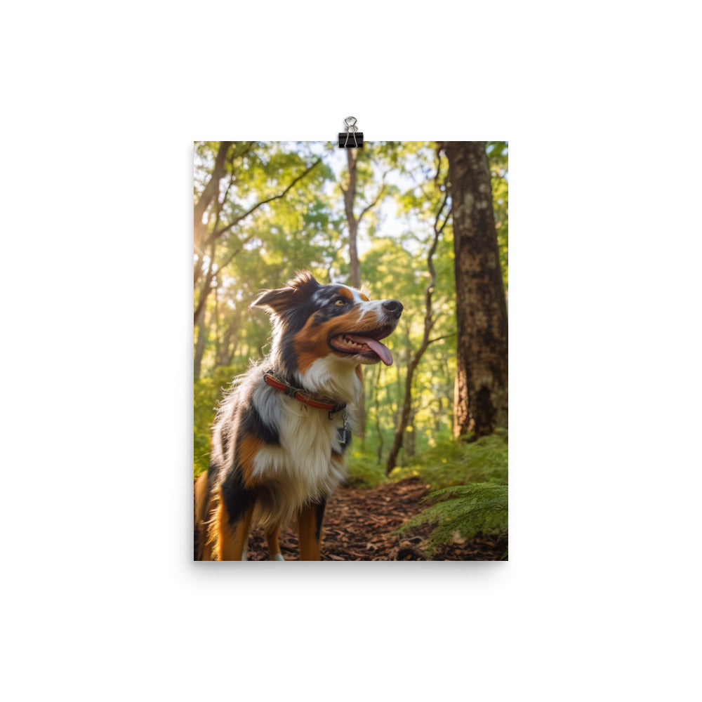 Australian Shepherd as it hikes Photo paper poster - PosterfyAI.com