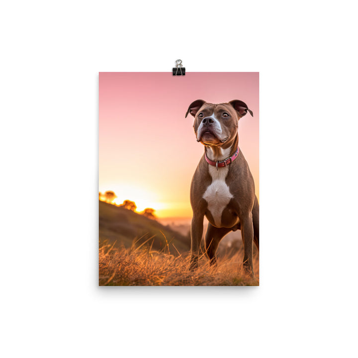 American Staffordshire Terrier at Sunset Photo paper poster - PosterfyAI.com
