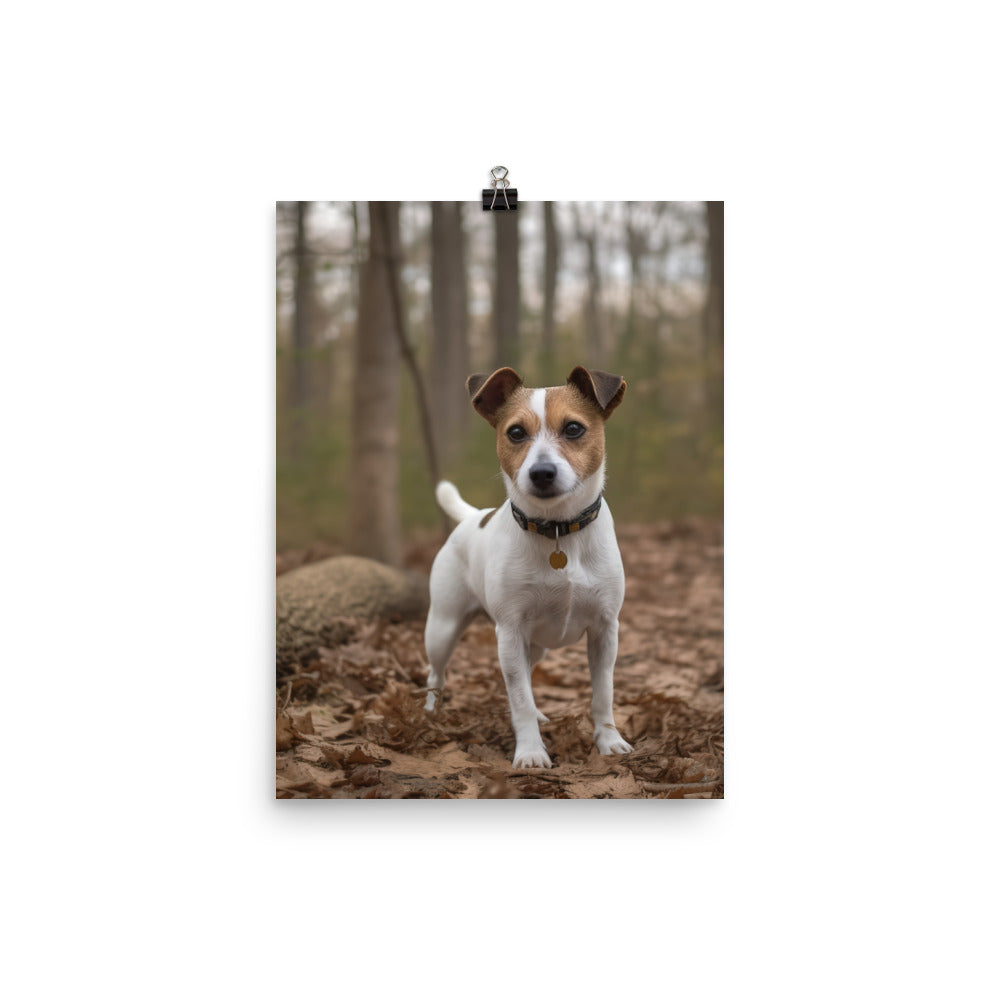 Adorable Jack Russell Terrier Posing for Camera Photo paper poster - PosterfyAI.com