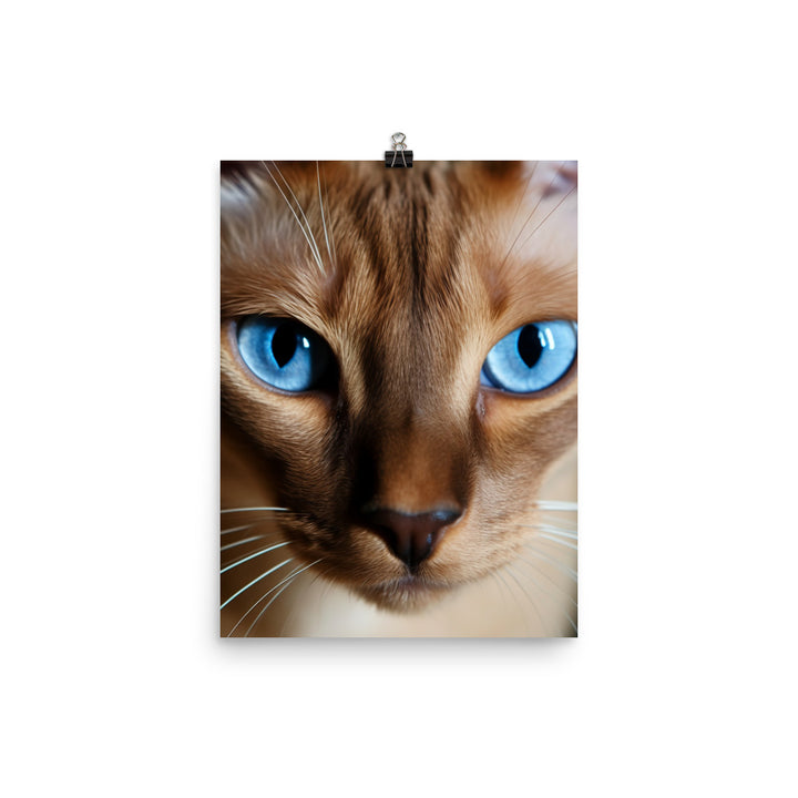 Mesmerizing Eyes of Tonkinese Cat Photo paper poster - PosterfyAI.com