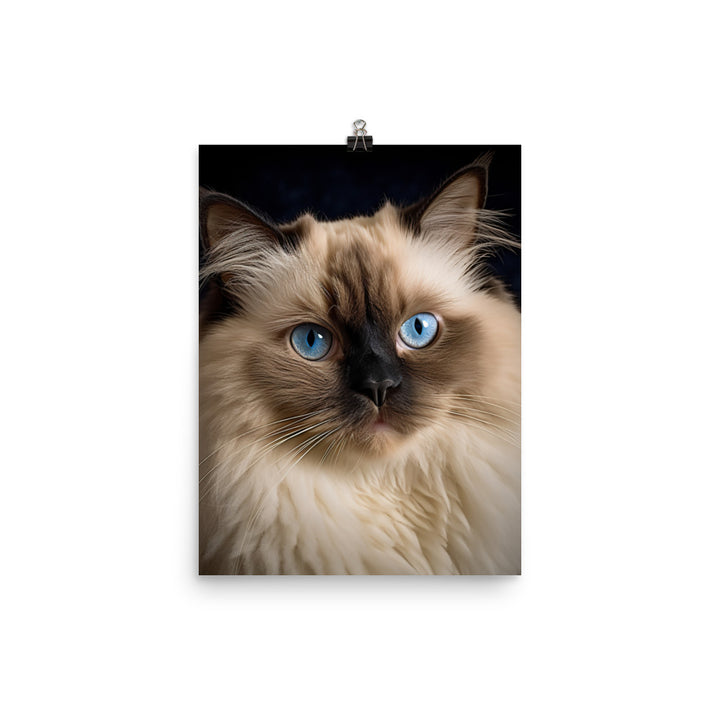 Beauty of Himalayan Cat Photo paper poster - PosterfyAI.com