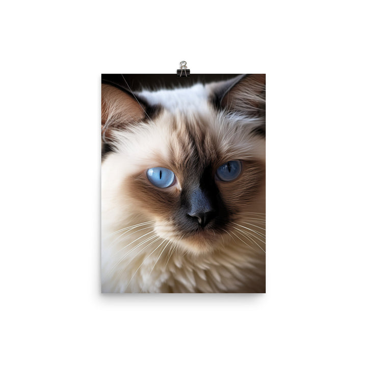 Birman Cat Photo paper poster - PosterfyAI.com