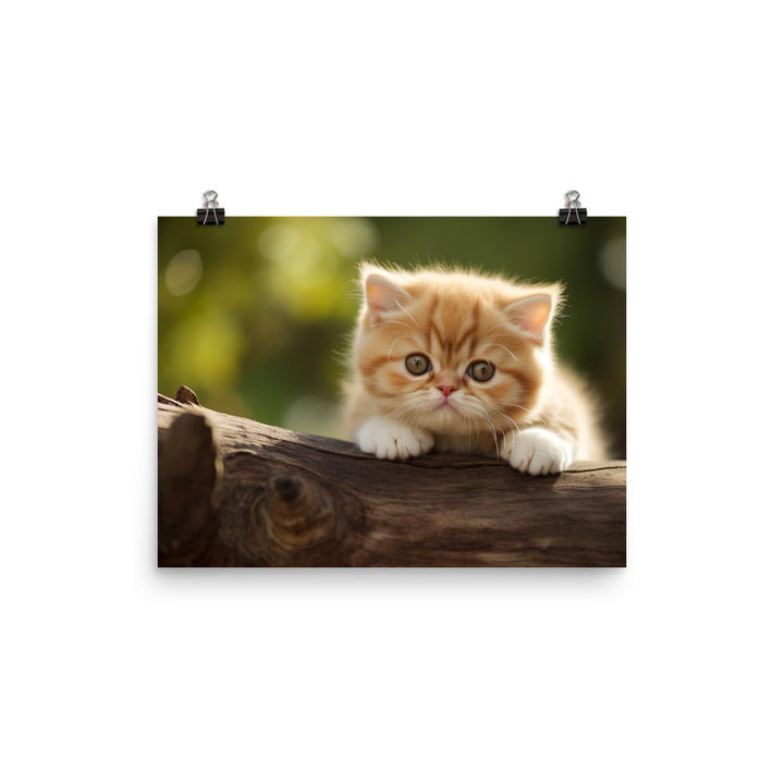 Exotic Shorthair Photo paper poster - PosterfyAI.com