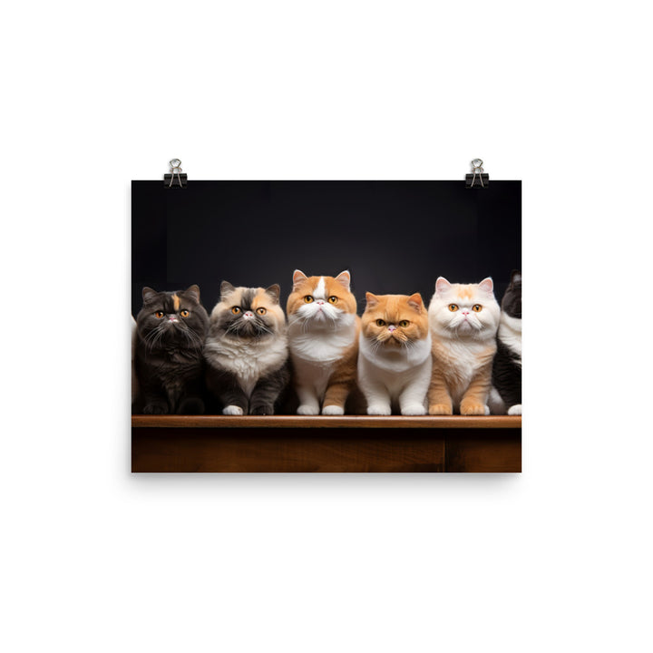 Exotic Shorthair Photo paper poster - PosterfyAI.com