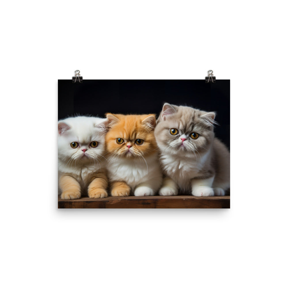 Exotic Shorthair Photo paper poster - PosterfyAI.com