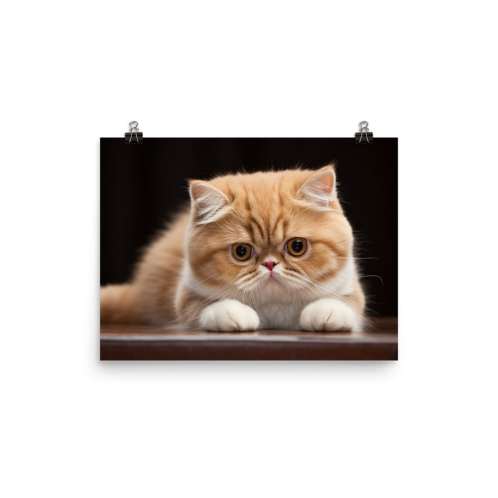 Exotic Shorthair Photo paper poster - PosterfyAI.com