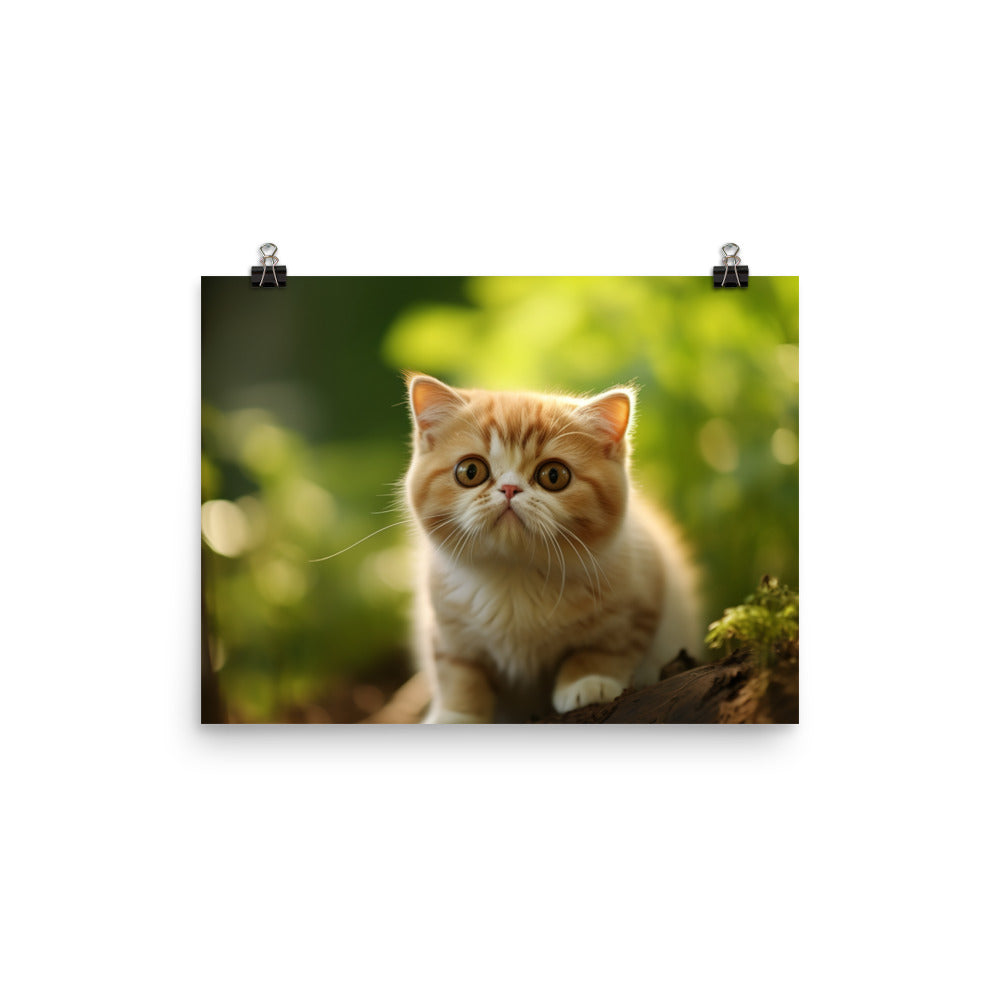 Exotic Shorthair Photo paper poster - PosterfyAI.com