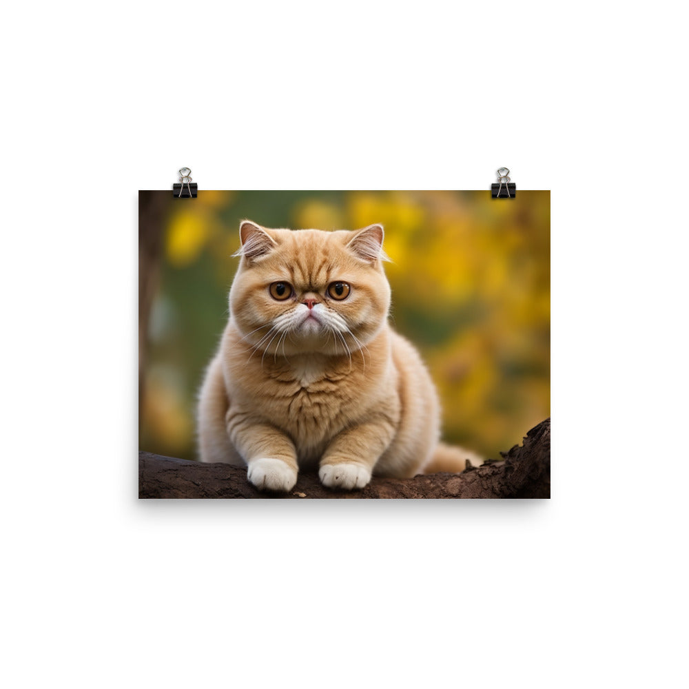 Exotic Shorthair Photo paper poster - PosterfyAI.com