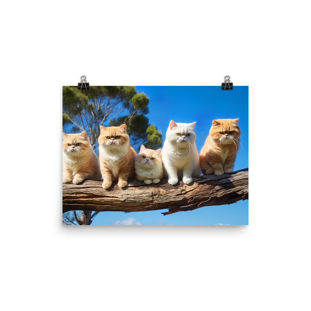 Exotic Shorthair Photo paper poster - PosterfyAI.com