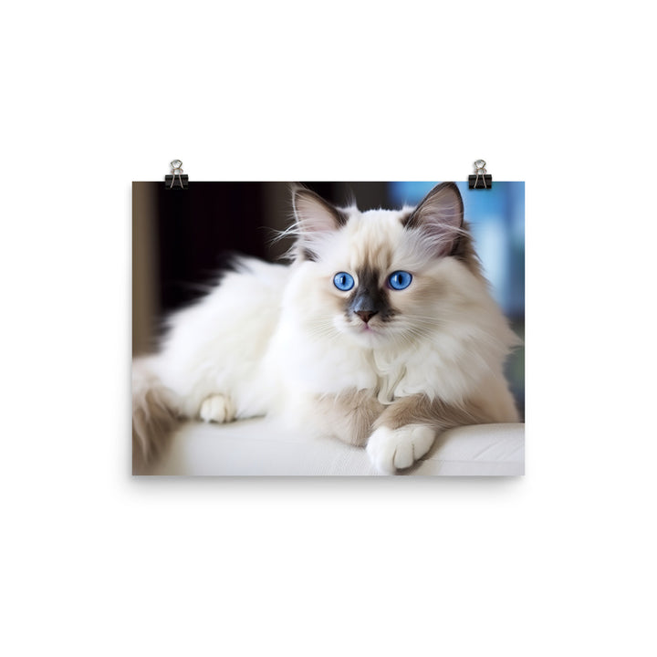 Ragdoll Photo paper poster - PosterfyAI.com