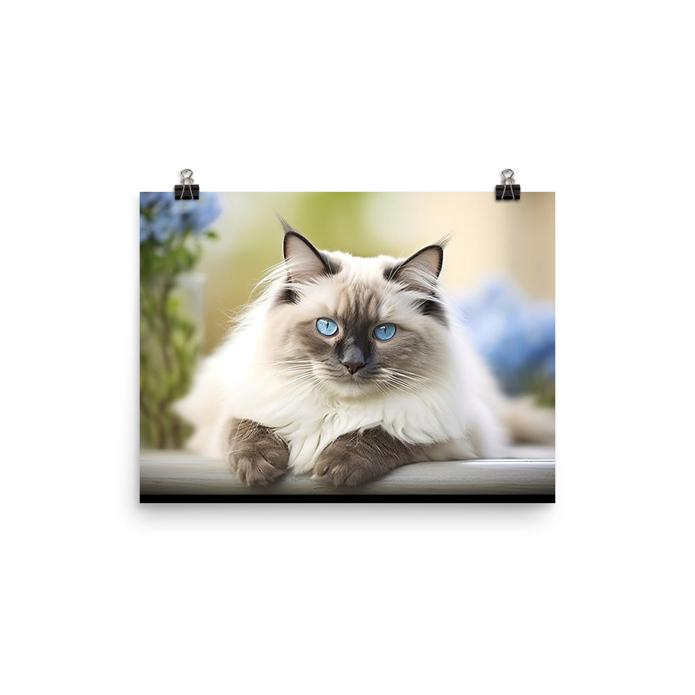 Ragdoll Photo paper poster - PosterfyAI.com