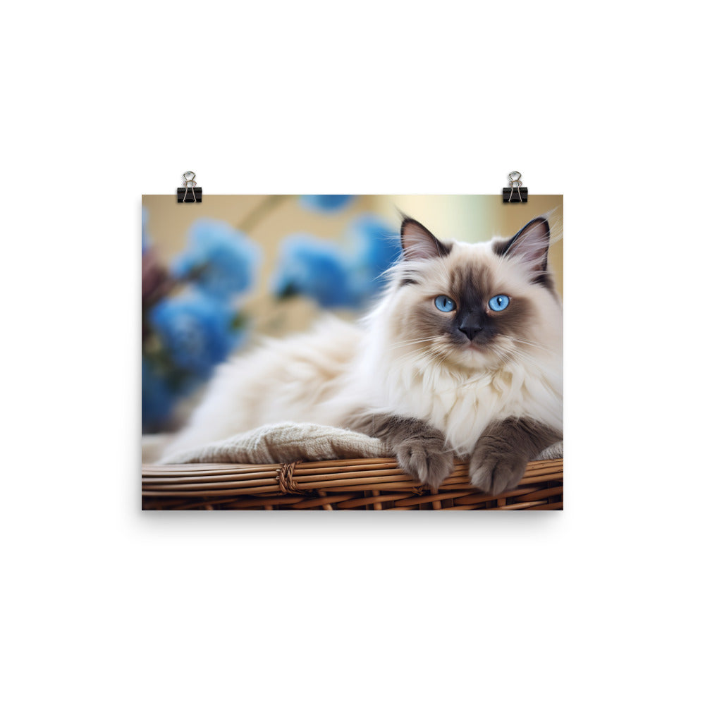 Ragdoll Photo paper poster - PosterfyAI.com