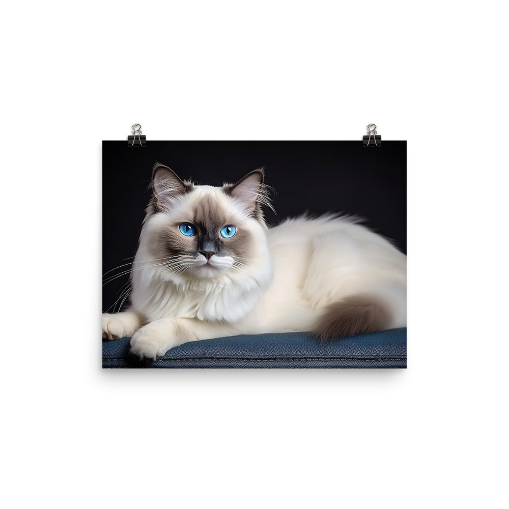 Ragdoll Photo paper poster - PosterfyAI.com