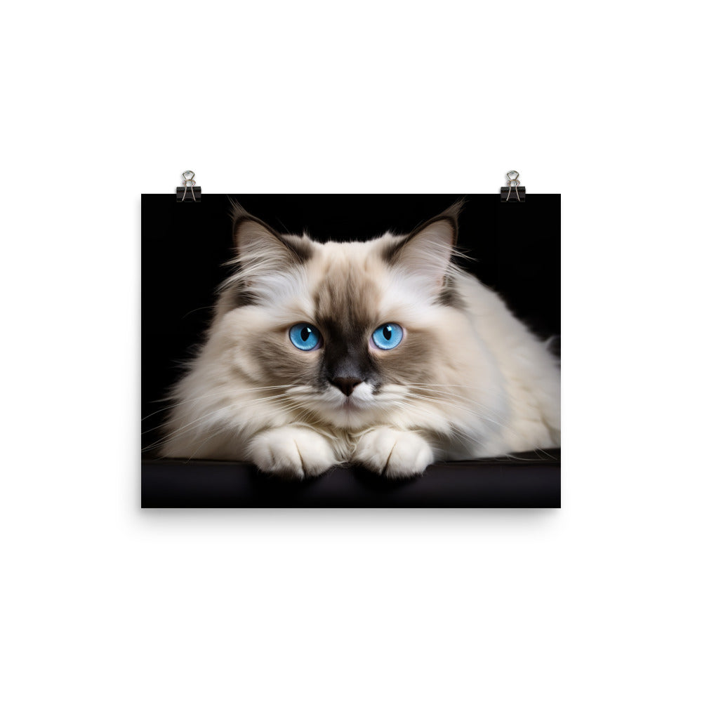 Ragdoll Photo paper poster - PosterfyAI.com