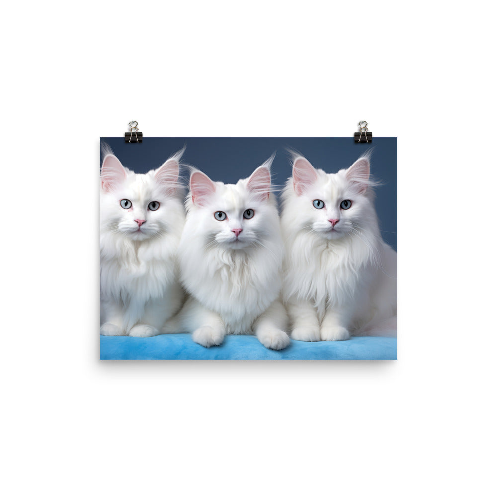 Turkish Angora Photo paper poster - PosterfyAI.com