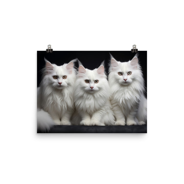 Turkish Angora Photo paper poster - PosterfyAI.com