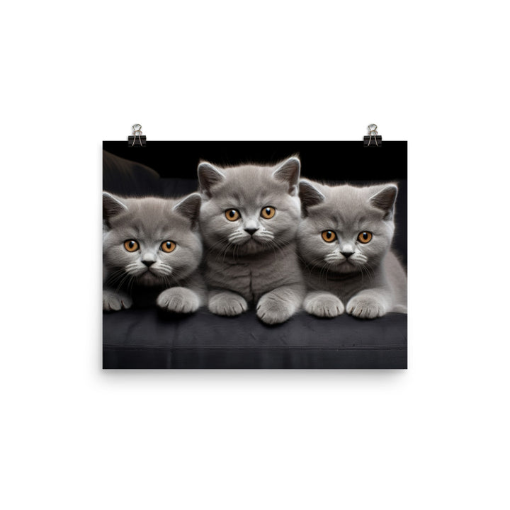 British Shorthair Photo paper poster - PosterfyAI.com