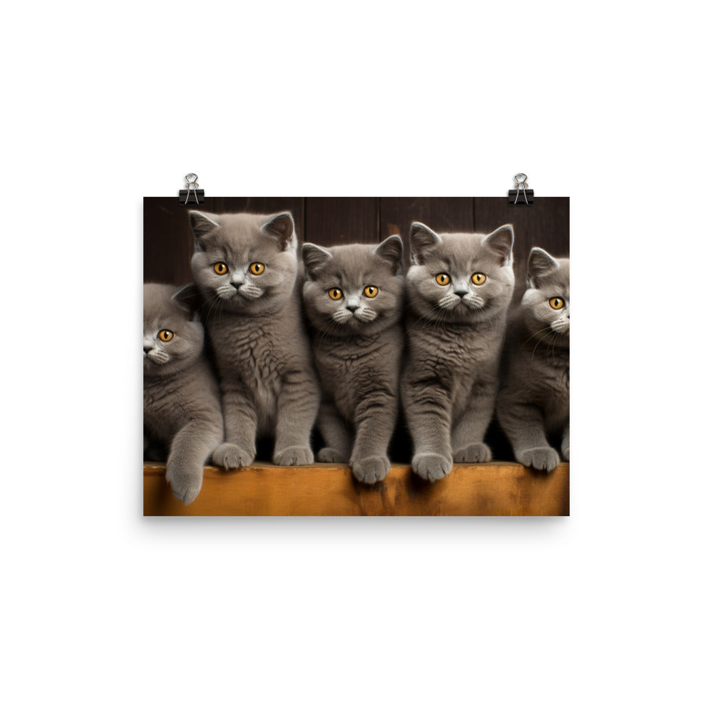 British Shorthair Photo paper poster - PosterfyAI.com