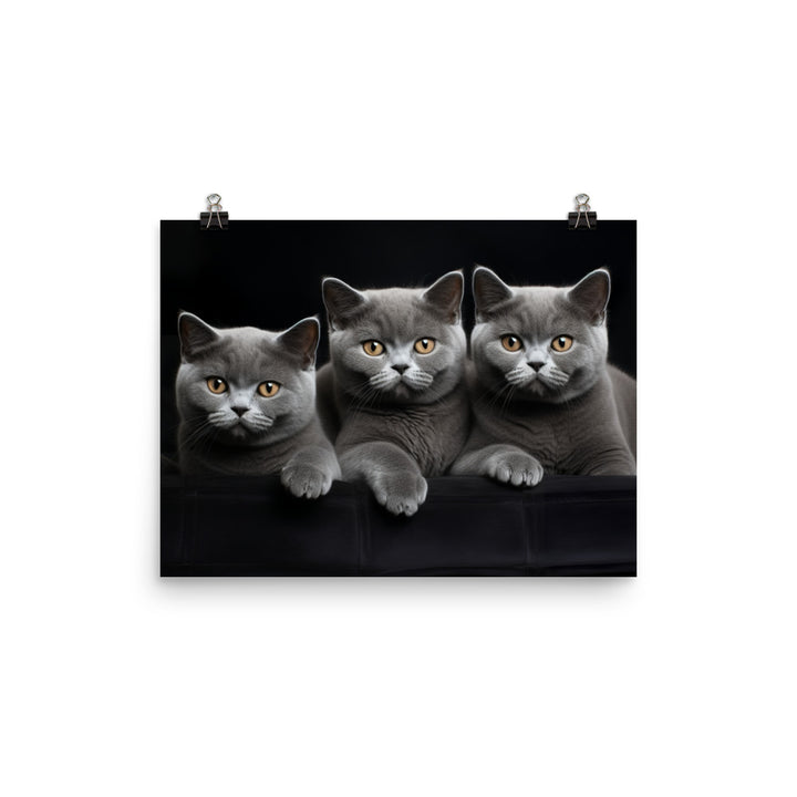 British Shorthair Photo paper poster - PosterfyAI.com